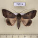 73719p Noctuidae Ophiusa triphaenoides Vietnam $14
