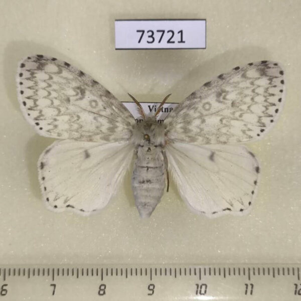 Lymantridae Dura alba f Vietnam