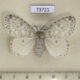 73721p Lymantridae Dura alba f Vietnam $8