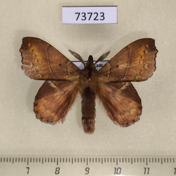 Lasiocampidae Radhica flavovittata Vietnam