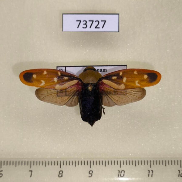 Cercopidae Phymatostetha rufolimbata Vietnam