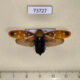 73727p Cercopidae Phymatostetha rufolimbata Vietnam $7
