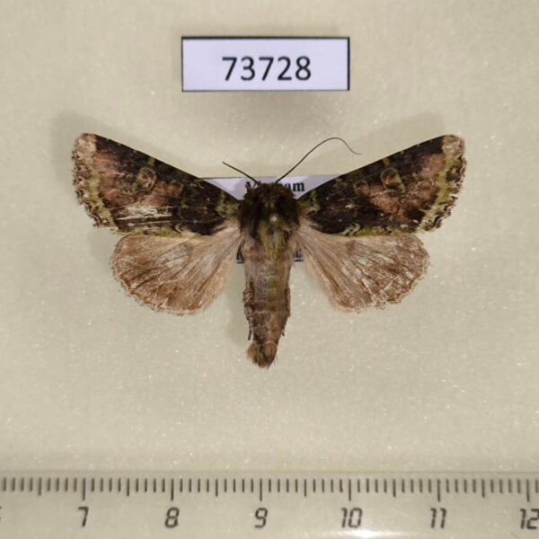 Noctuidae Trachea denticulosa Vietnam
