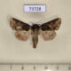 73728p Noctuidae Ttrachea denticulosa Vietnam $6