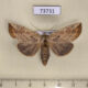 73731p Notodontiidae Besaia crenelata f Vietnam $7