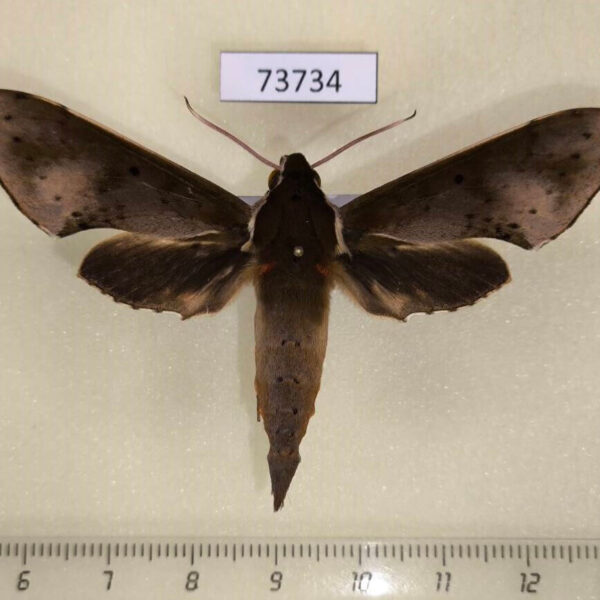 Sphingidae Rhagastis albomarginatus Vietnam