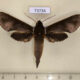 73734p Sphingidae Rhagastis albomarginatus Vietnam $10