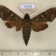 73735p Sphingidae Nephele hespera f Vietnam $8