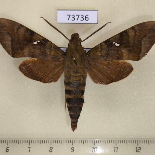 Sphingidae Nephele hespera Vietnam