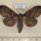 73737p Lasiocampidae Metanastria hyrtaca f Vietnam $18
