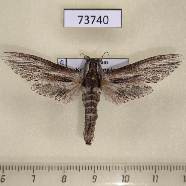 Cossidae Panau stenoptera sumatrana Vietnam