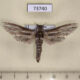 73740p Cossidae Panau stenoptera sumatrana Vietnam $15