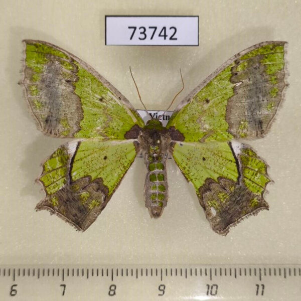 Geometridae Agathia codina Vietnam
