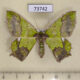 73742p Geometridae Agathia codina Vietnam $10