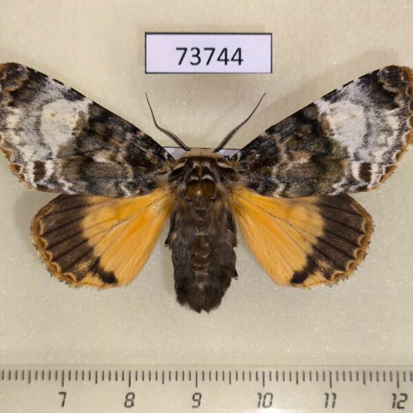 Noctuidae Anepholcia pygaria f Vietnam
