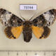 73744p Noctuidae Anepholcia pygaria f Vietnam $15