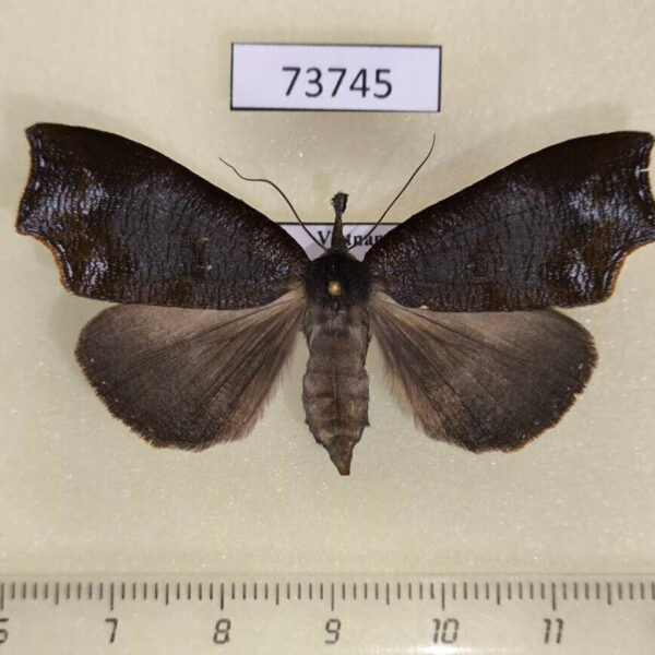 Noctuidae Ptyorhyncha argyresthis Vietnam