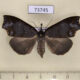 73745p Noctuidae Ptyorhyncha argyresthis Vietnam $25