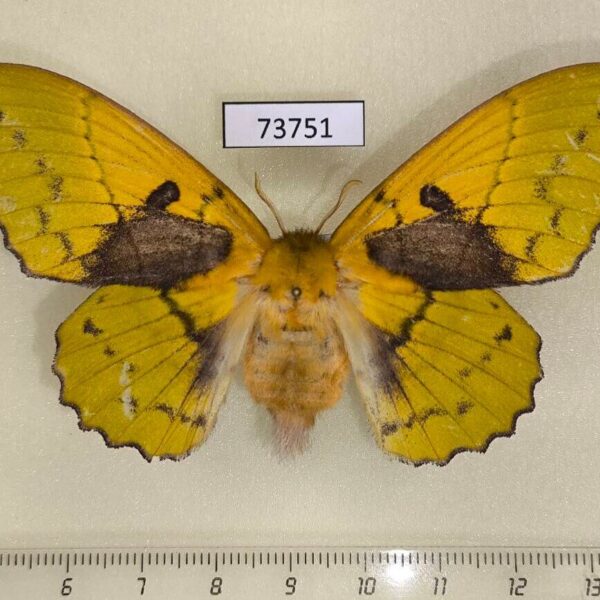 Lasiocampidae Trabala vishnoua f Vietnam