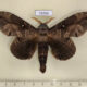 73755p Lasiocampidae Lebeda nobilis sumatrana Vietnam $20