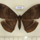 73756p Noctuidae Lygniodes hypoleuca f Vietnam $8