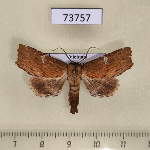 Euteliidae Phalga clarirena Vietnam