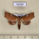 73757p Euteliidae Phalga clarirena Vietnam $12