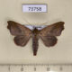 73758p Noctuidae Xenochroa annae Vietnam $9