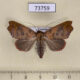 73759p Noctuidae Xenochroa annae f Vietnam $10