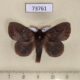 73761p Lasiocampidae Euthrix imitatrix Vietnam $10