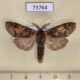 73764p Notodontiidae Antiphalera bilineata Vietnam $8