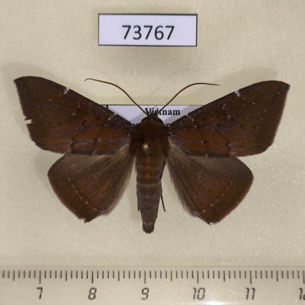 Noctuidae Platyja sp. Vietnam