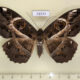 73777p Noctuidae Erebus ephesperis f Vietnam $15