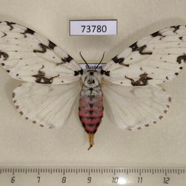Lymantridae Lymantria similis loeffleri f Vietnam