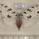 73780p Lymantridae Lymantria similis loeffleri f Vietnam $18
