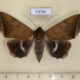 73781p Noctuidae Artena dotata f Vietnam $10