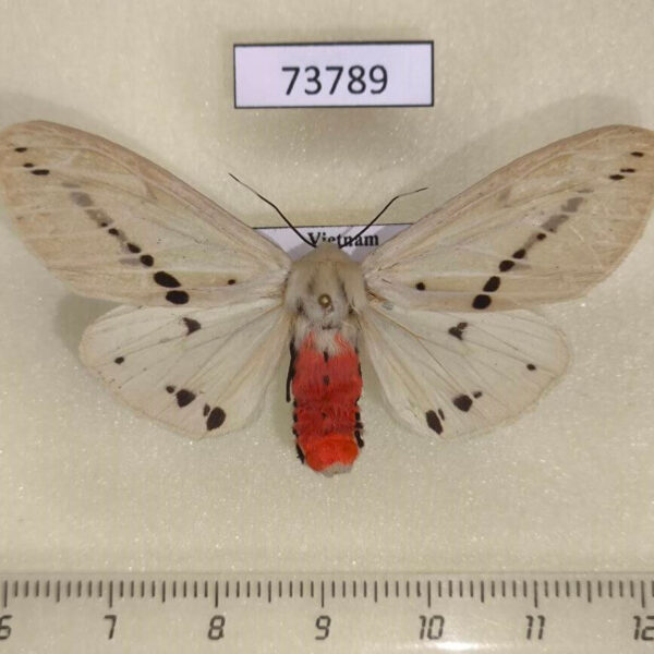 Arctiidae Spilarctia obliqua f Vietnam