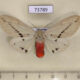73789p Arctiidae Spilarctia obliqua f Vietnam $10
