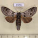 73791p Notodontiidae Calyptronotum singapura Vietnam $9