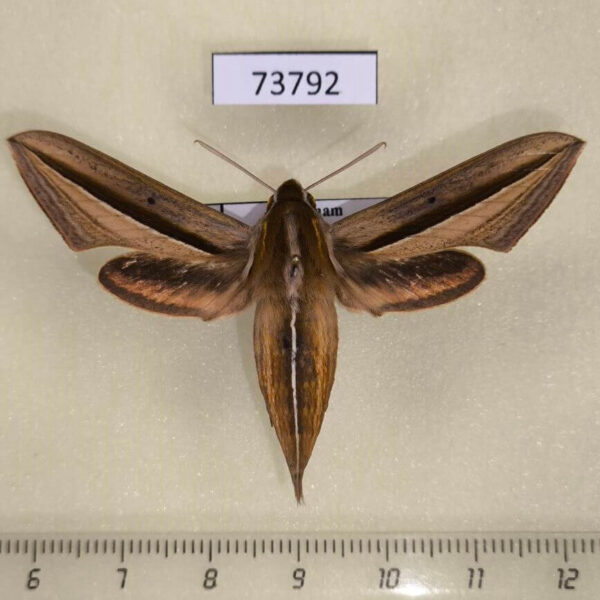 Sphingidae Theretra silhetensis f Vietnam