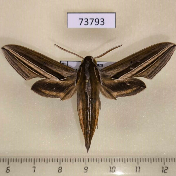 Sphingidae Theretra oldenlandiae Vietnam