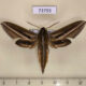 73793p Sphingidae Theretra oldenlandiae Vietnam $13