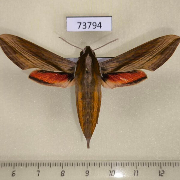 Sphingidae Hippotion sp. boerhaviae f Vietnam