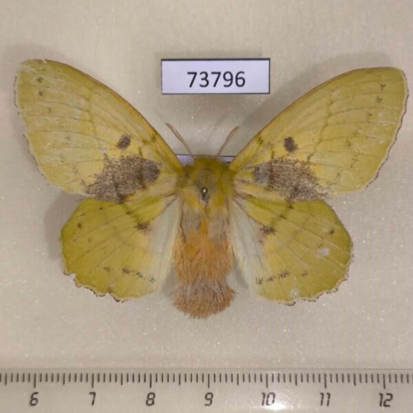 Lasiocampidae Trabala vishnoua f Vietnam