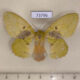 73796p Lasiocampidae Trabala vishnoua f Vietnam $8
