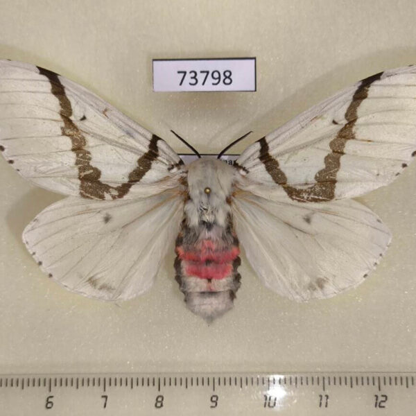Lymantridae Lymantria bivittata bivittata f Vietnam