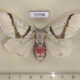 73798p Lymantridae Lymantria bivittata bivittata f Vietnam $30