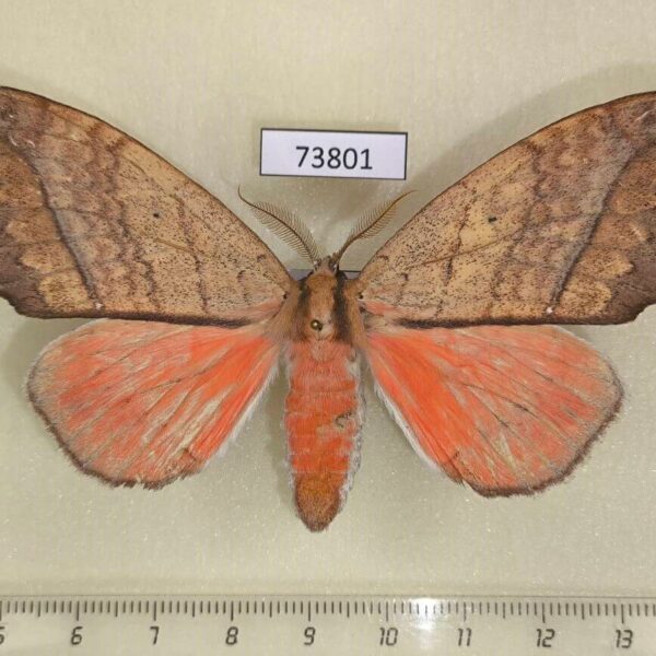 Notodontiidae Gangarides rosea f Vietnam