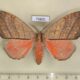 73801p Notodontiidae Gangarides rosea f Vietnam $10