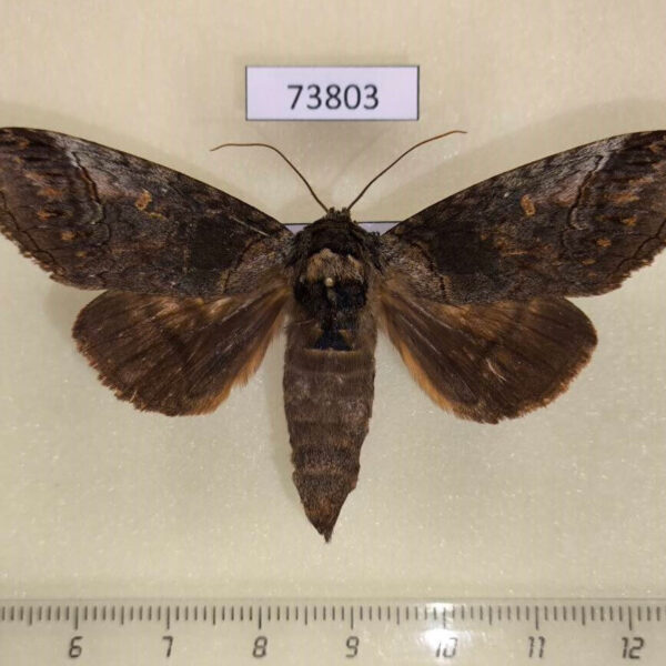 Notodontiidae Mesophalera bruno Vietnam